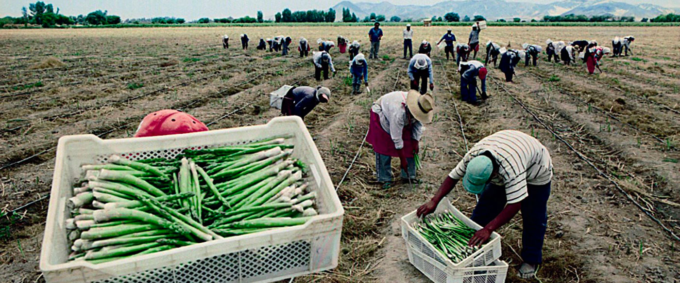 Repercusiones laborales y tributarias ante la derogatoria de la Ley de Promoción Agraria