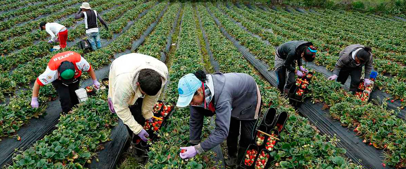 Política General 2021-2026 sienta las bases de Segunda Reforma Agraria