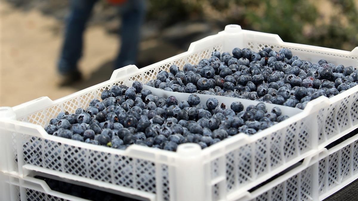 Colombia proyecta multiplicar por siete sus cultivos de arándanos hacia 2026