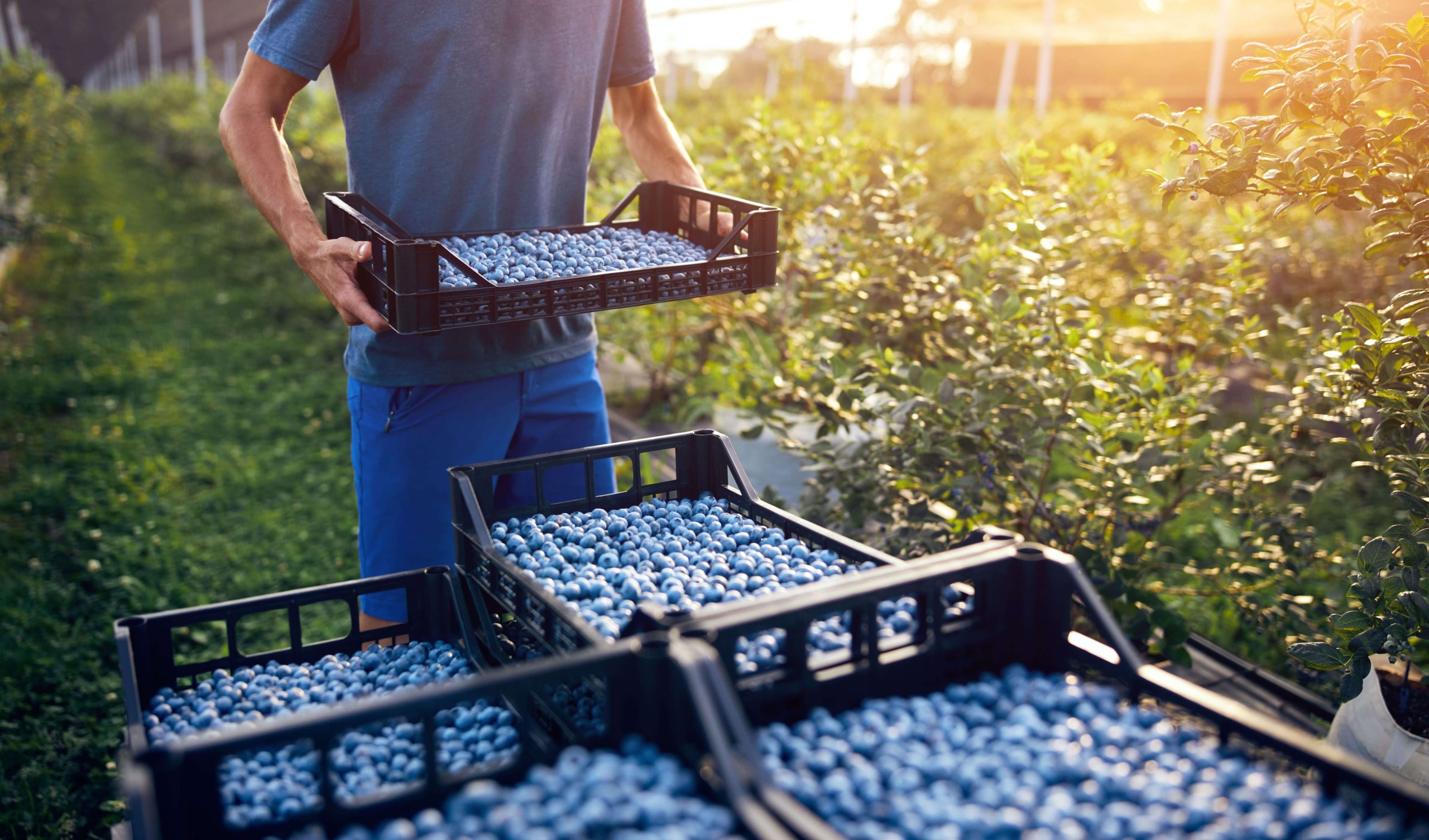 Fruta segura, negocio seguro: ¿Cómo estructurar contratos sólidos con productores?