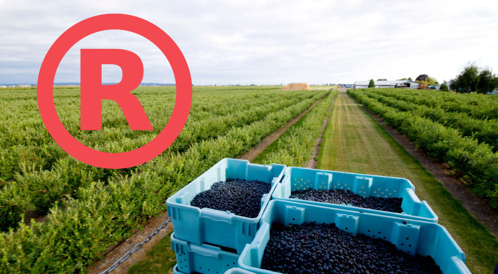 Tu marca, tu territorio: Cómo blindar legalmente tu empresa agroexportadora