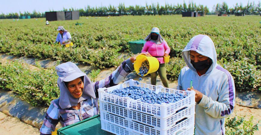 Régimen Agrario 2026: Nuevos beneficios, cambios en el Impuesto a la Renta y fiscalización SUNAT