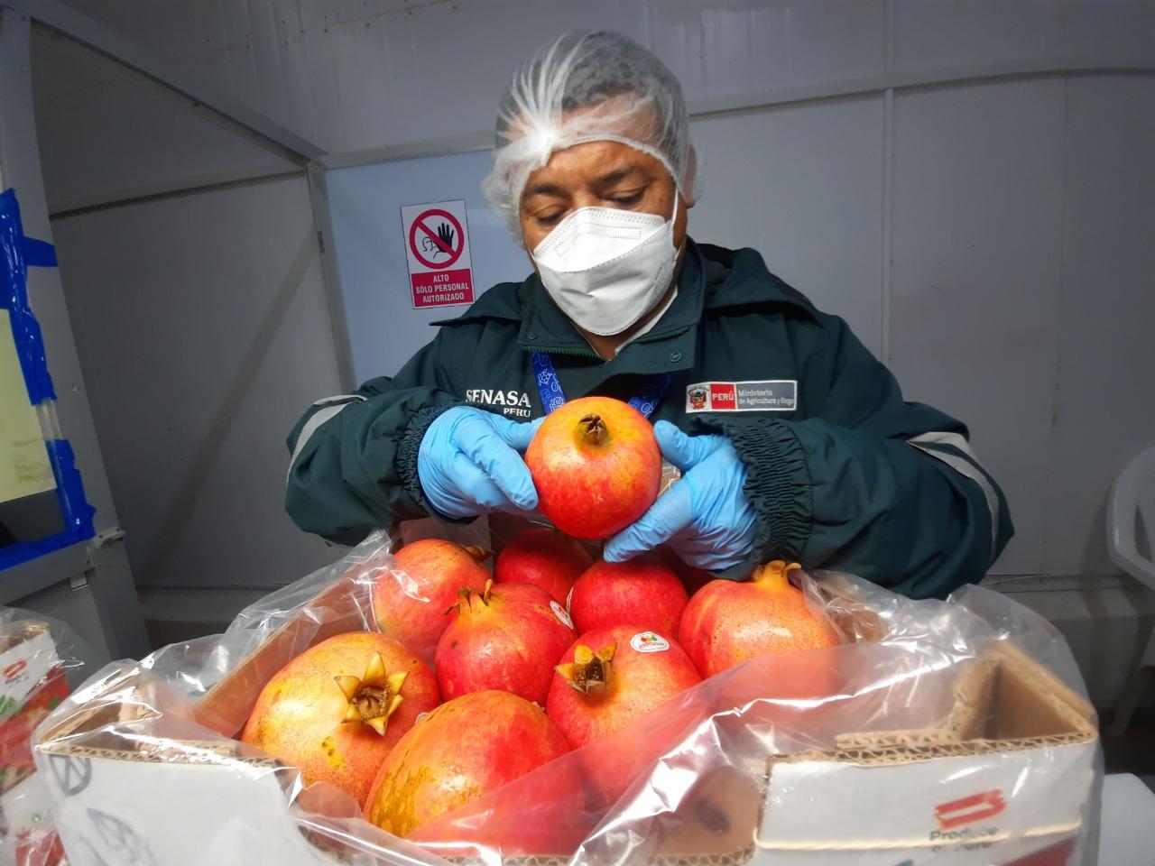Nuevas medidas fitosanitarias para la exportación: claves para las agroexportadoras